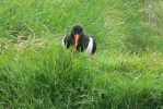 PICTURES/Heimaey Island Critters/t_Eurasian Oystercatcher7.JPG
